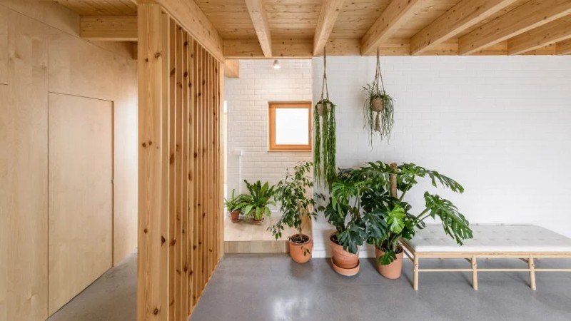 minimalist modern house with plants