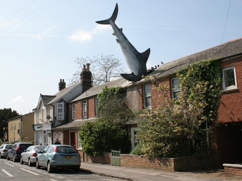 shark attack home