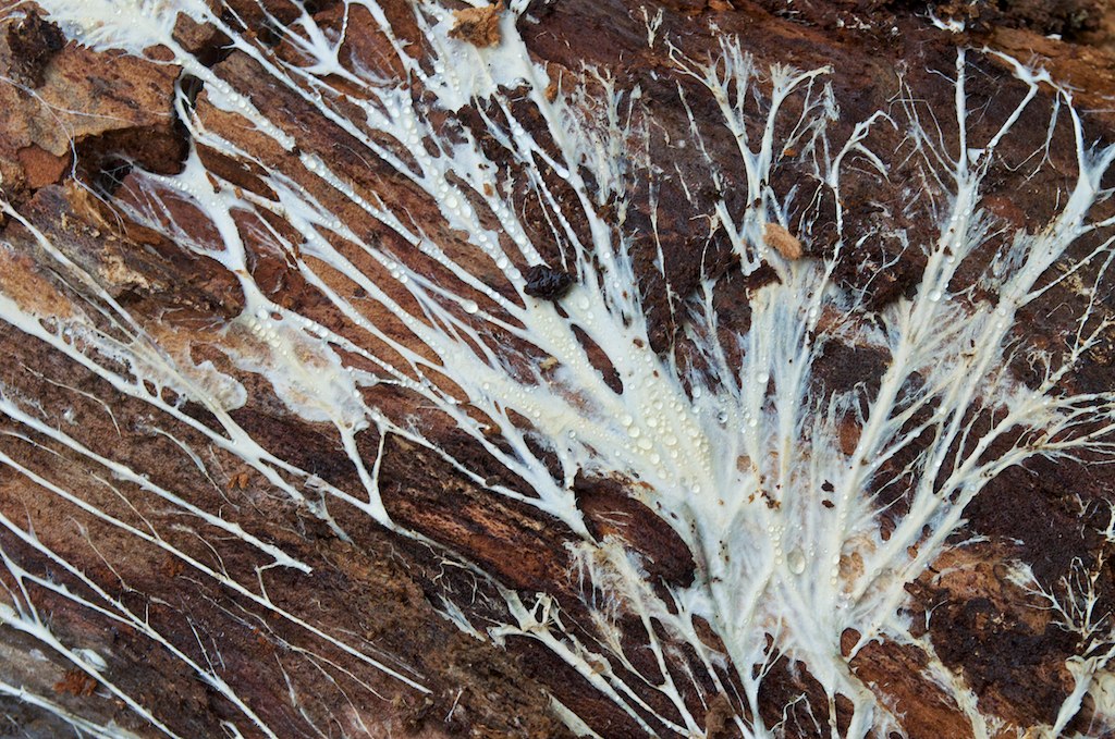 Mycelium Fungi 