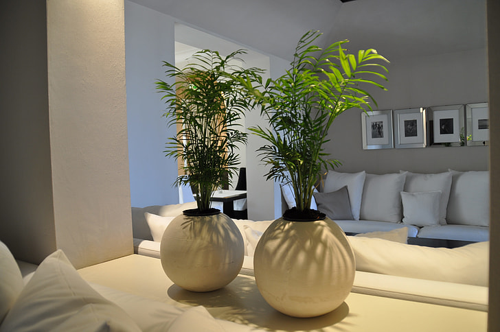large indoor plants in a clean living room